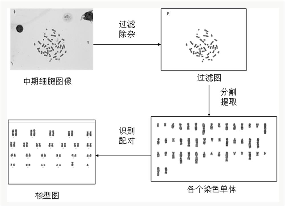 Chromosome karyotype analysis system