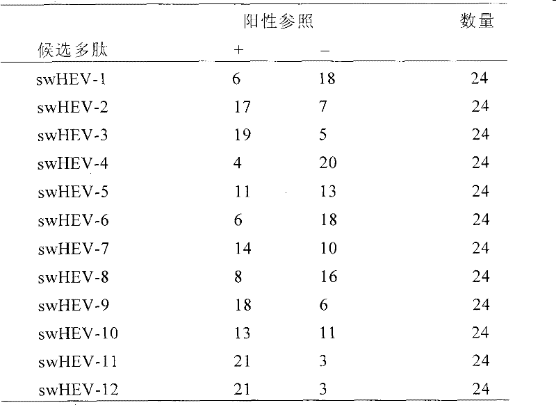 Swine hepatitis E virus epitope and application thereof