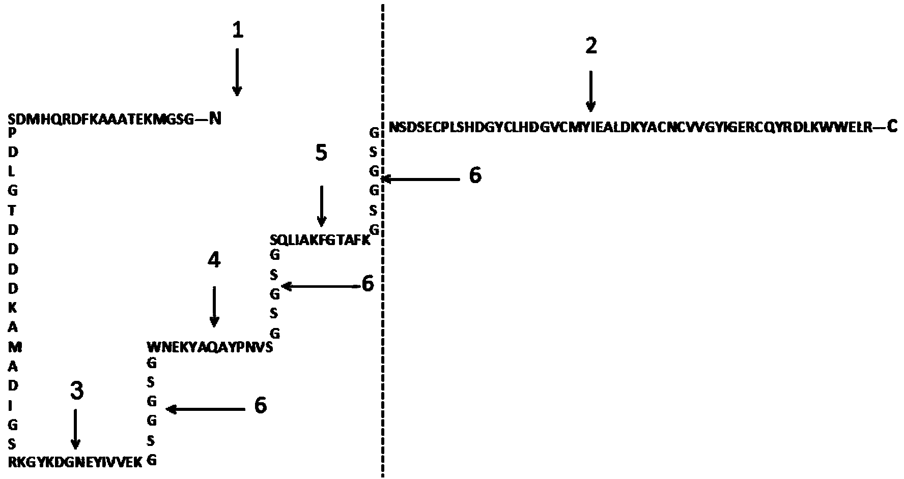 Recombinant polypeptide for treating tumors