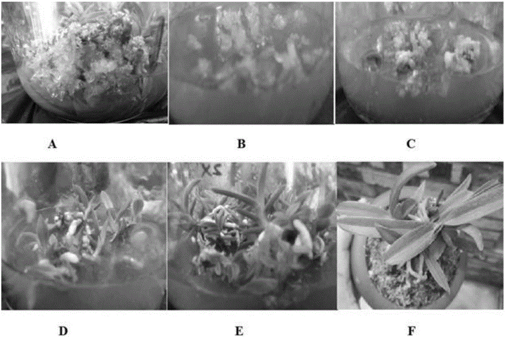 Tissue culture rapid propagation method of neofinetia falcate