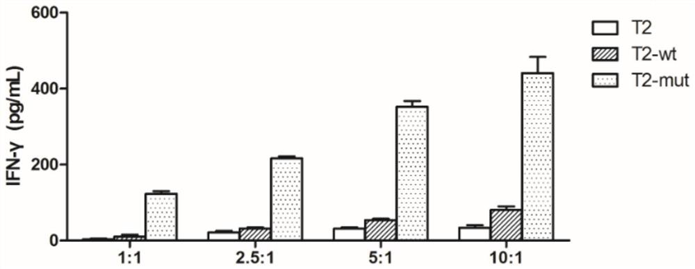 Specific T cell receptor aiming at EGFR L858R gene mutation and application thereof