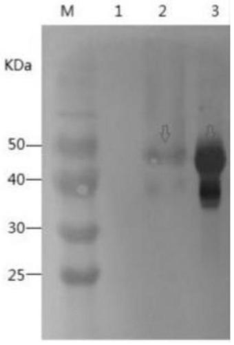 Monoclonal antibody hybridoma cell line 1H6 for resisting infectious bursal disease virus VP2 protein