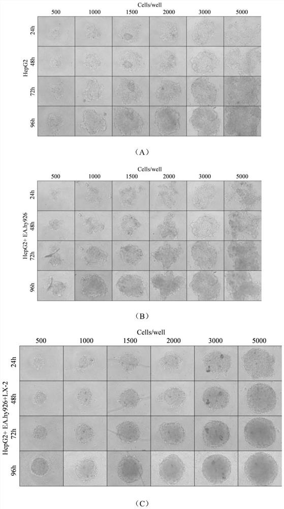 Construction and application of multi-cell co-culture three-dimensional liver microsphere model