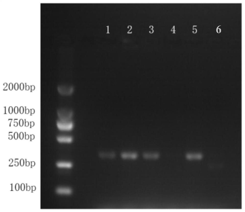 Mycoplasma removal composition and method for treating in-vitro cultured cells