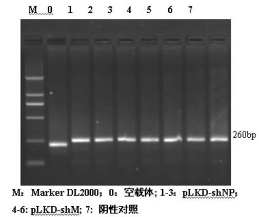 Preparation of recombinant slow virus of shRNA (Short Hairpin Ribonucleic Acid) of target GPMV NP and M genes