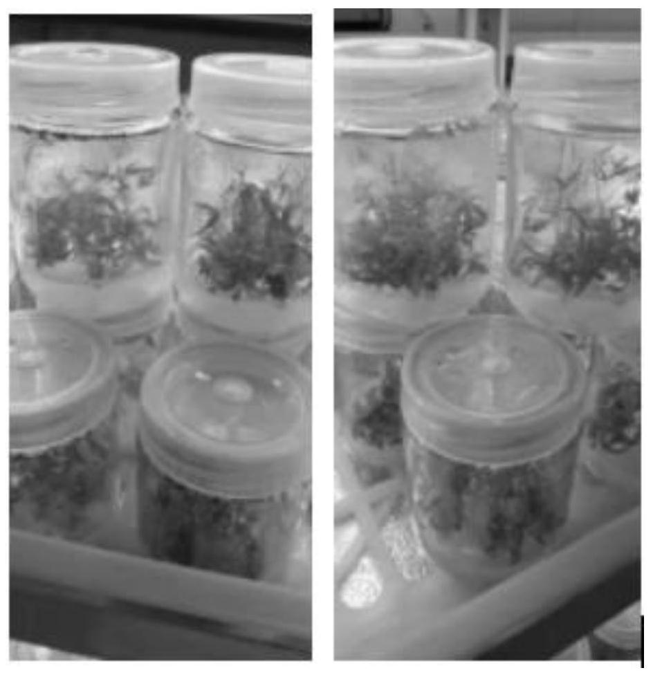 Method for obtaining industrial hemp unisexual plant tissue culture seedlings