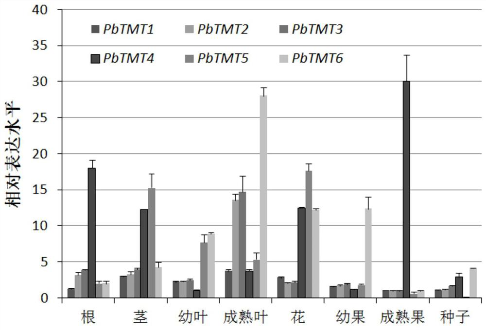 Pear fruit sugar transporter gene pbtmt4 and its application