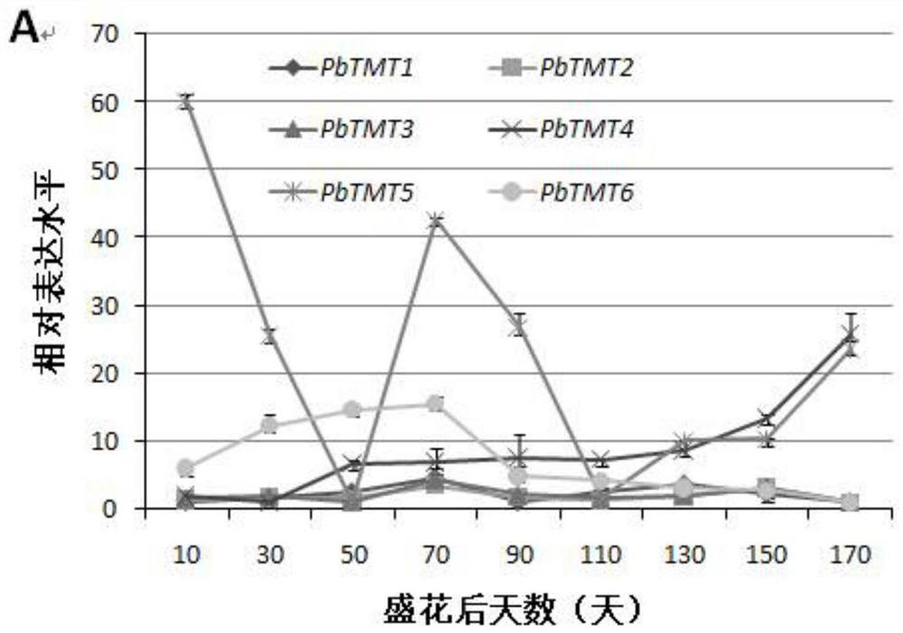 Pear fruit sugar transporter gene pbtmt4 and its application