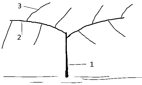 A kind of shaping method for kiwifruit sapling cultivation