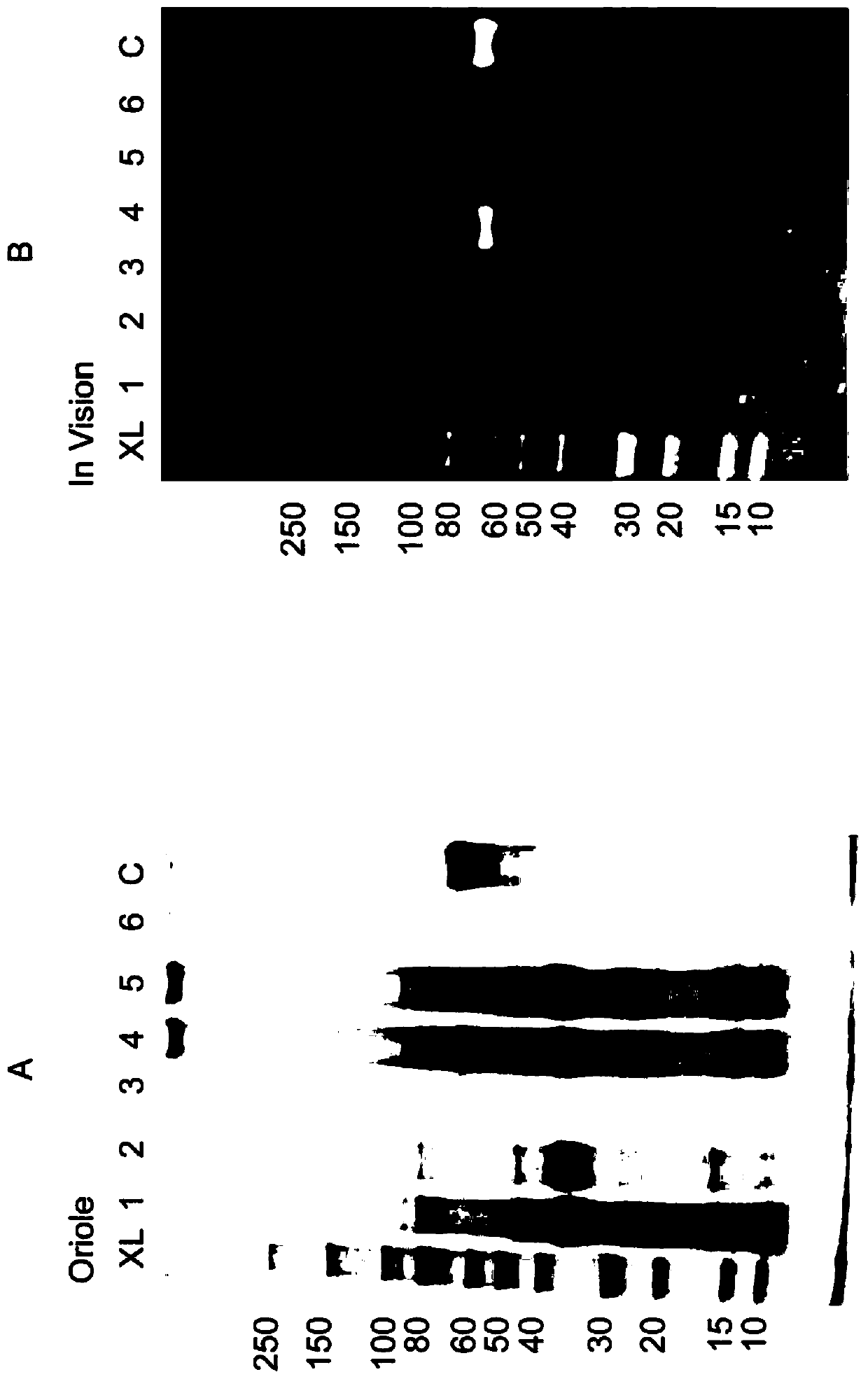 Method for purifying recombinant protein