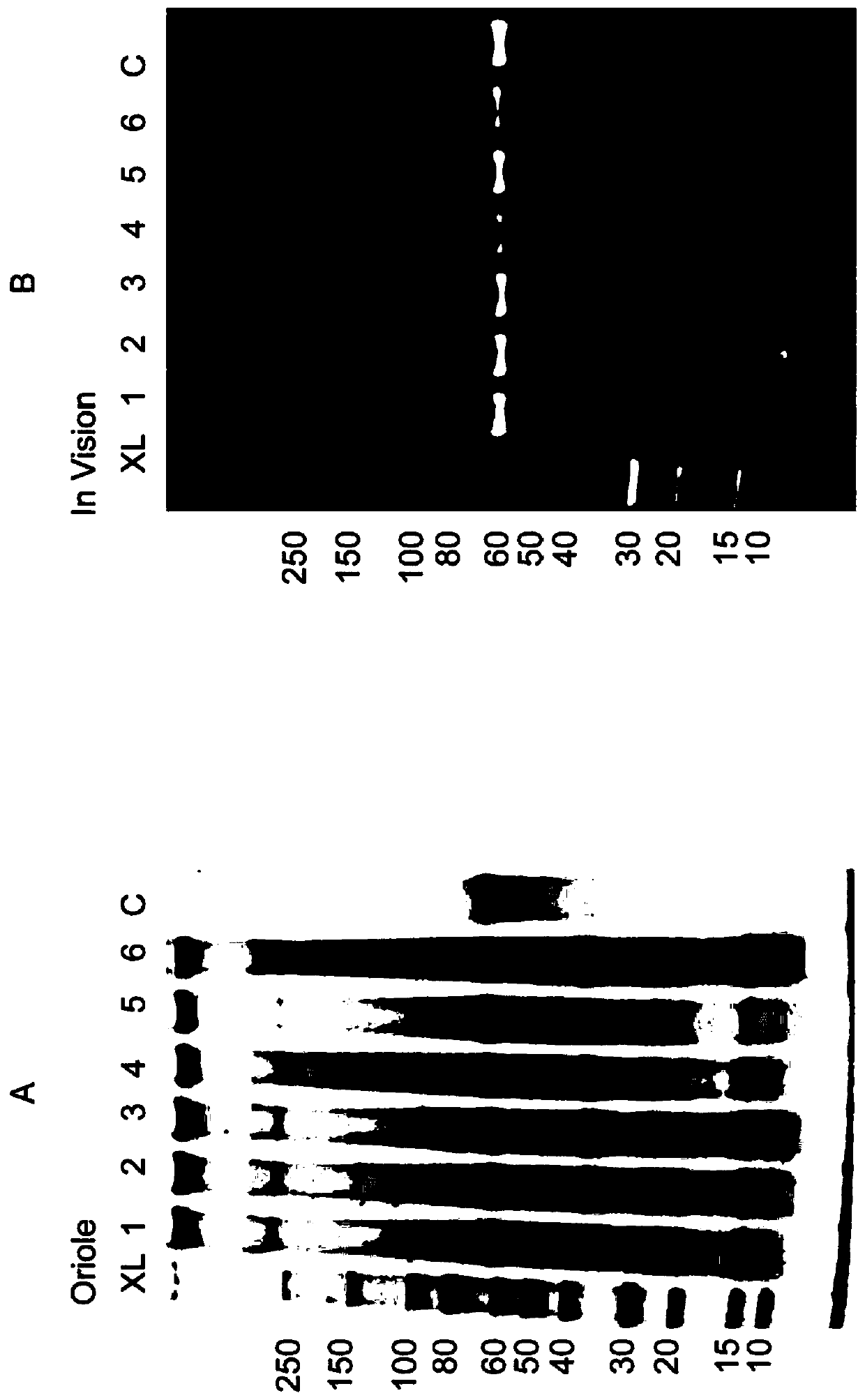 Method for purifying recombinant protein