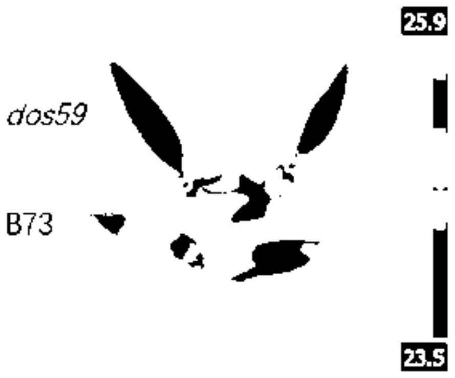 Zm0001d024568 gene and application of encoding protein thereof in corn drought stress resistance