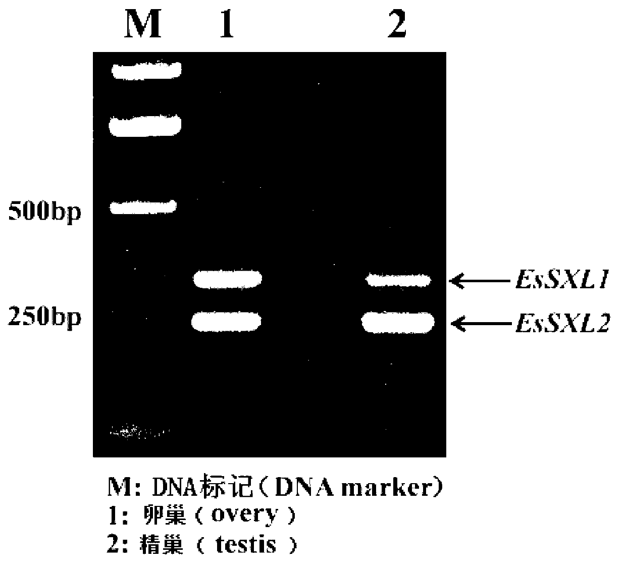 Eriocheir sinensis EsSXL gene, amplification primer group thereof and amplification method