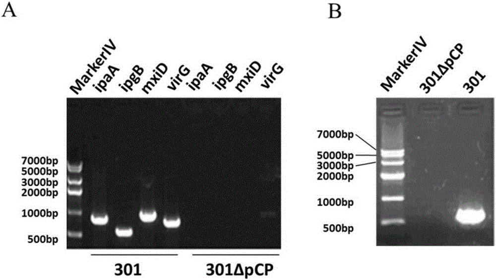 Carrier protein of bacterial polysaccharide conjugate vaccine and application thereof