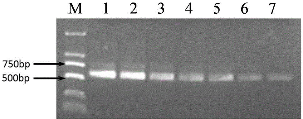 Fungal hypha total DNA (deoxyribonucleic acid) extracting solution and method for extracting fungal hypha total DNA