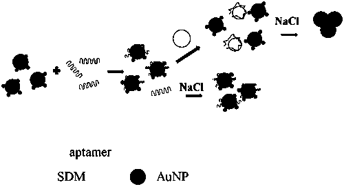 Antibiotic detector based on nanogold-aptamer structure and detection method