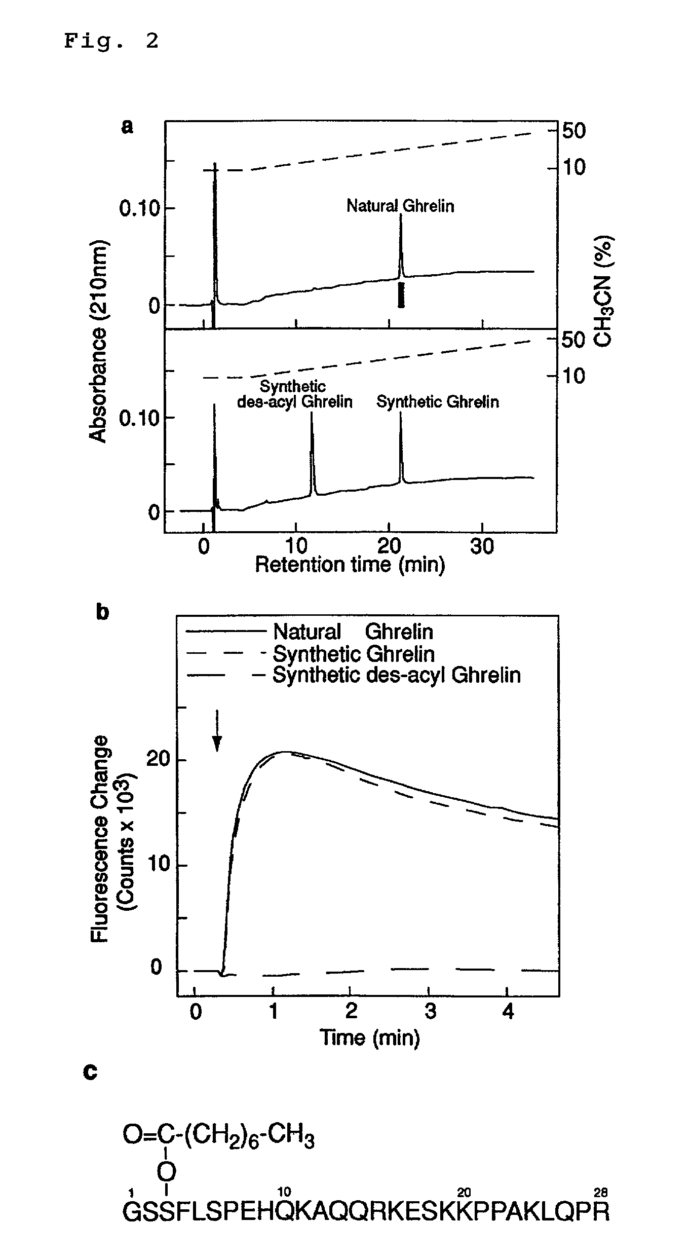 Modified ghrelin polypeptides