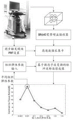 Micro-elasticity imaging method based on tissue microbubble dynamics model