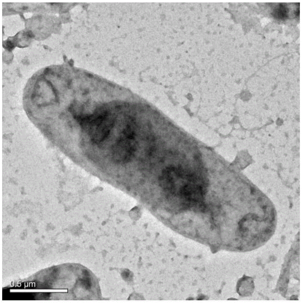 Paracoccus marcusii and application to promotion of synechococcus growth