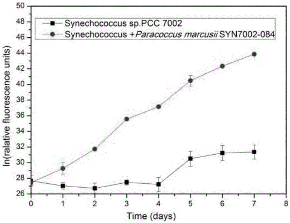 Paracoccus marcusii and application to promotion of synechococcus growth