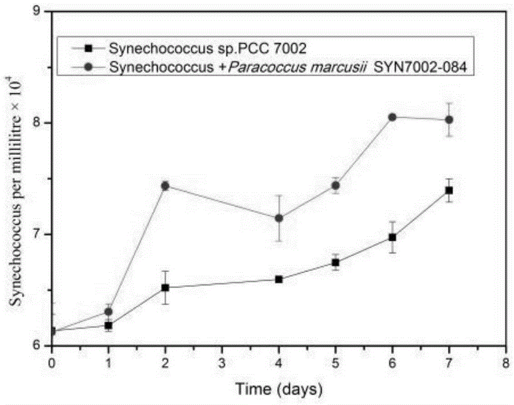 Paracoccus marcusii and application to promotion of synechococcus growth