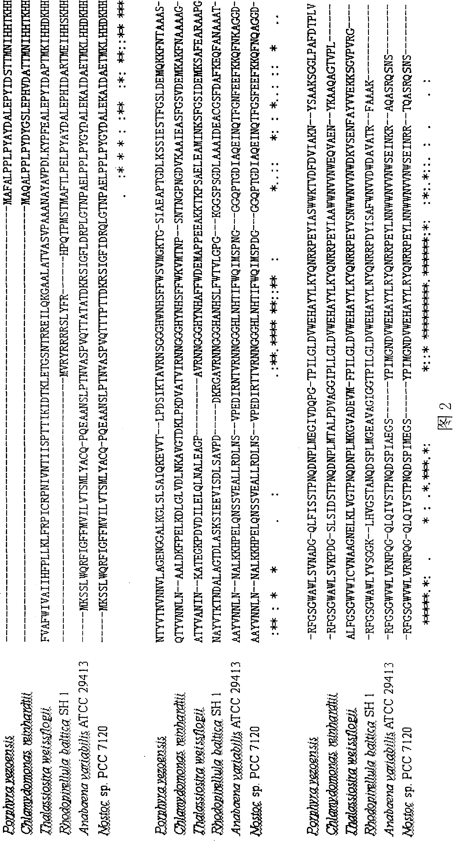 Porphyra yezoensis manganese superoxide dismutase and its preparation method