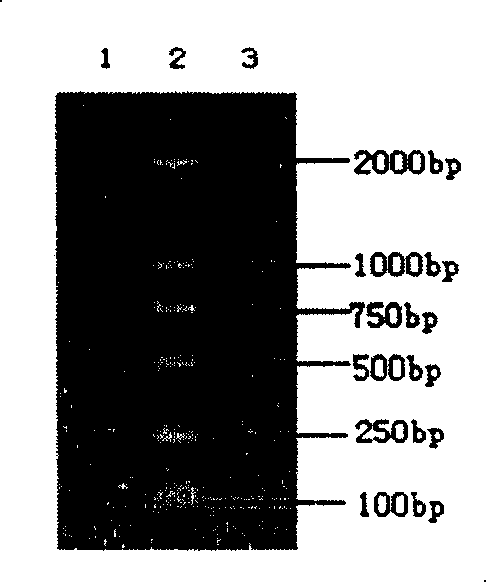 Porphyra yezoensis manganese superoxide dismutase and its preparation method