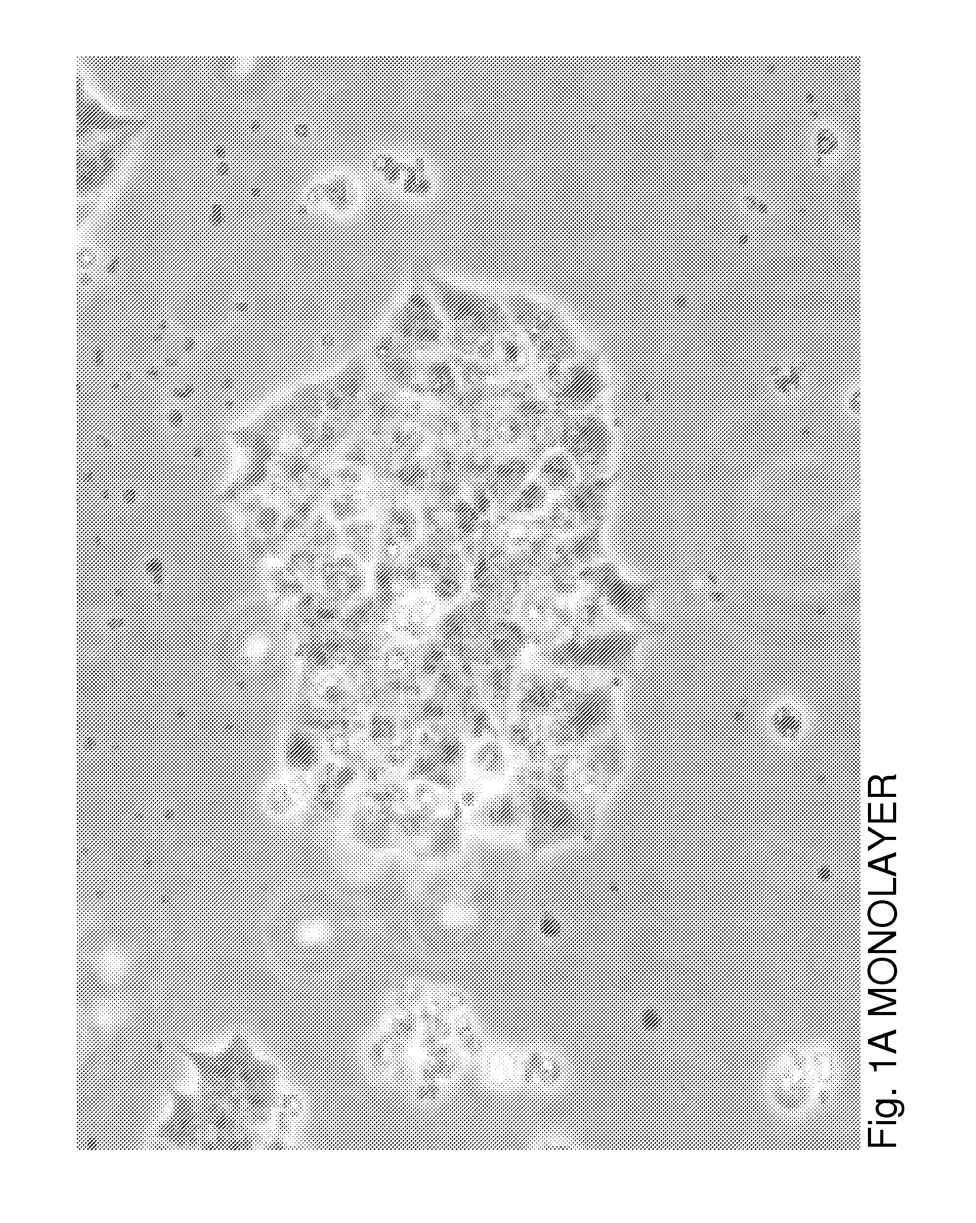 Method for inducing the formation of islet structures and improving beta cell function