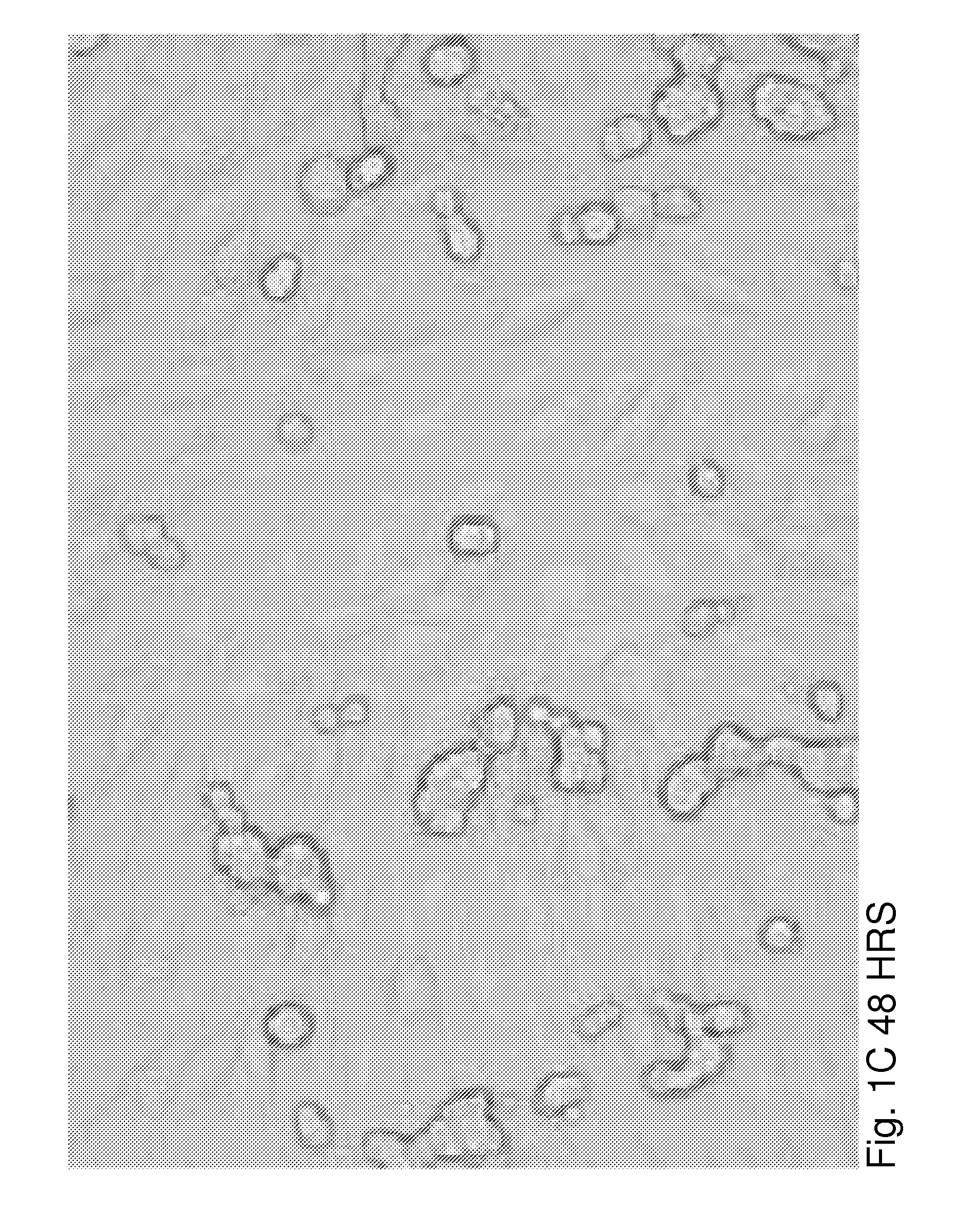 Method for inducing the formation of islet structures and improving beta cell function