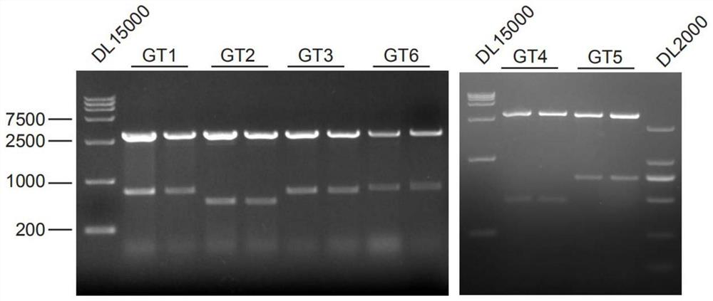RNA (Ribonucleic Acid) interference sequence targeting cucumber mosaic virus, expression vector thereof and application