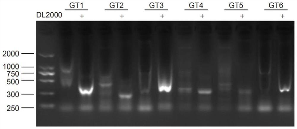 RNA (Ribonucleic Acid) interference sequence targeting cucumber mosaic virus, expression vector thereof and application