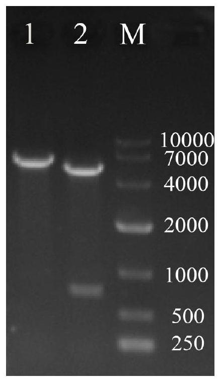 An engineering strain of Serratia marcescens and its application in the production of prodigiosin