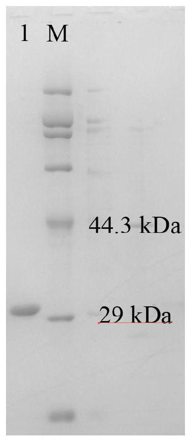 An engineering strain of Serratia marcescens and its application in the production of prodigiosin