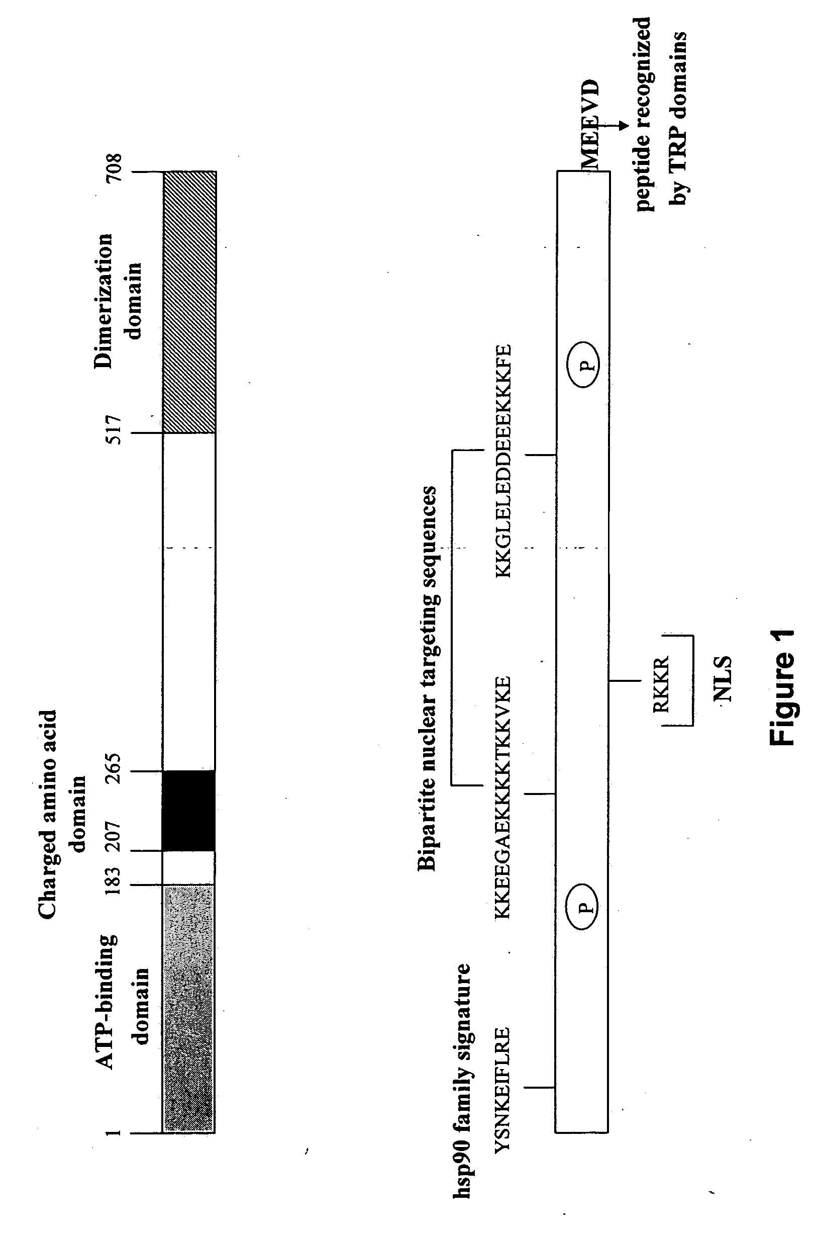 Methods and compositions for treating Toxoplasma