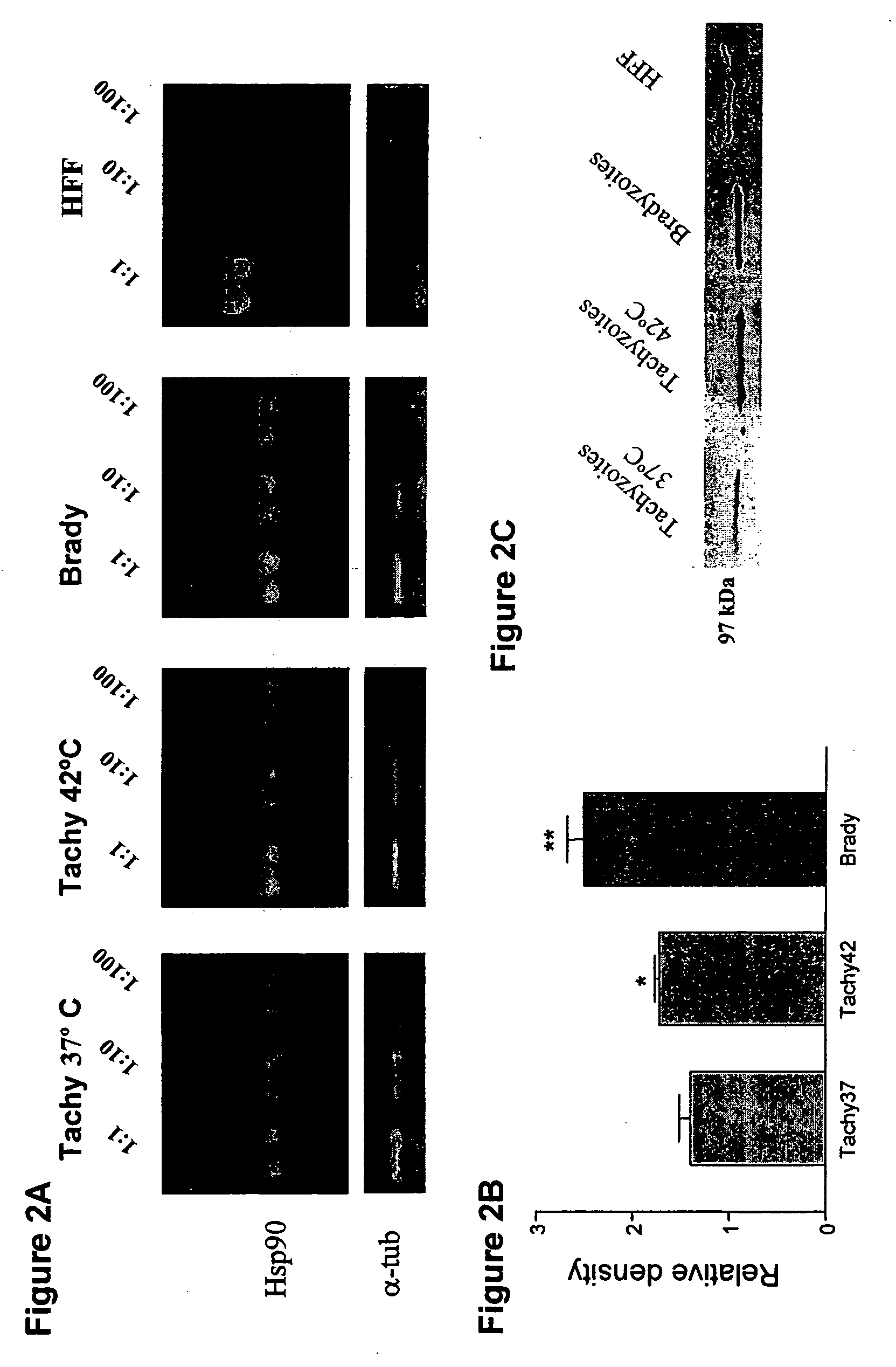 Methods and compositions for treating Toxoplasma