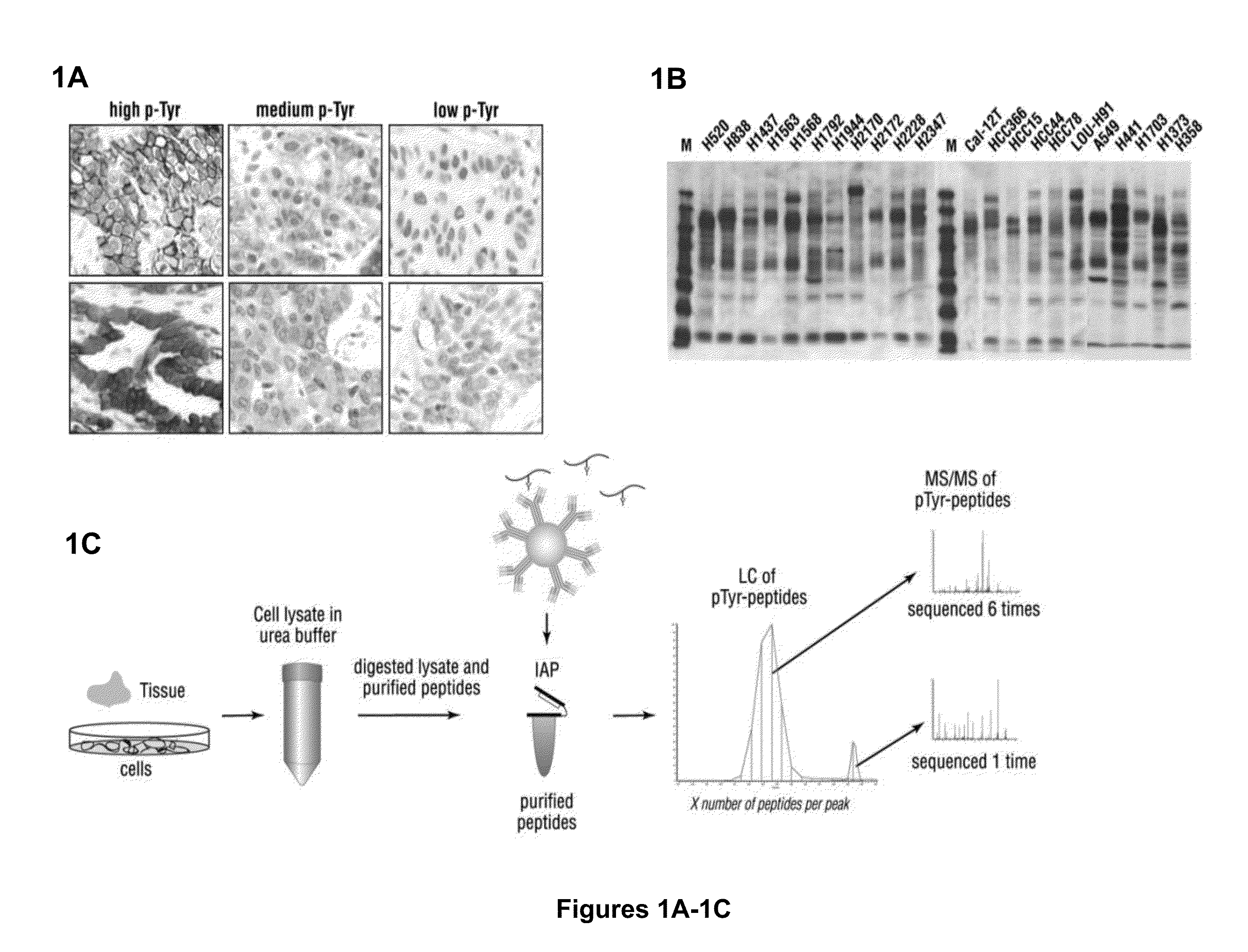 Cancer classification and methods of use