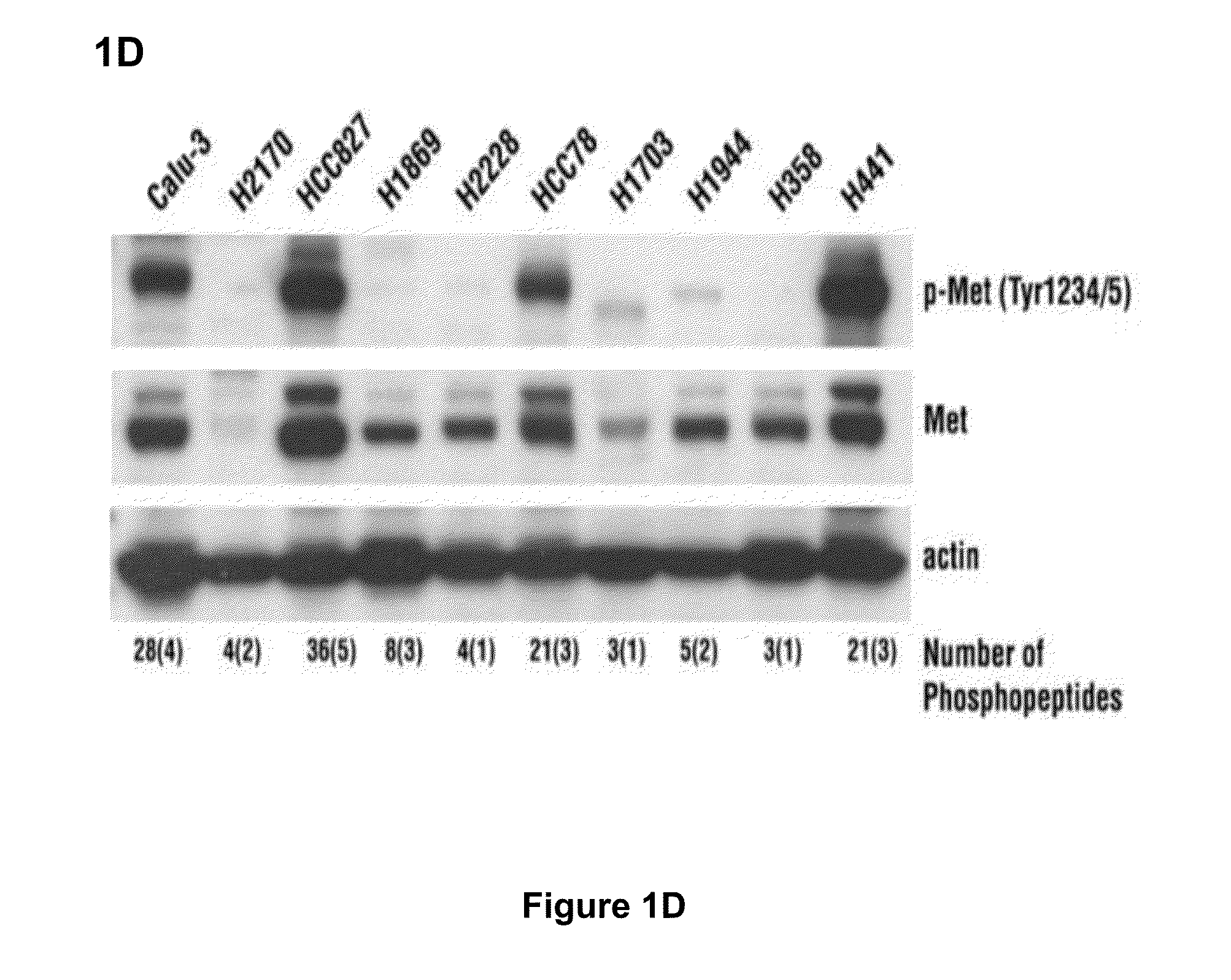 Cancer classification and methods of use