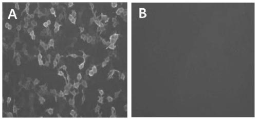 Monoclonal antibody for identifying N6 subtype avian influenza virus neuraminidase protein and application of monoclonal antibody