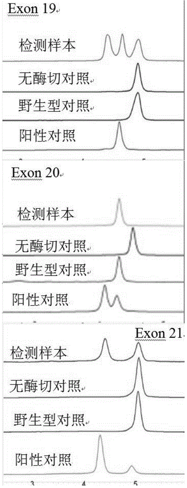 Primer, kit and detection method for detecting EGFR (Epidermal Growth Factor Receptor) gene hotspot mutation