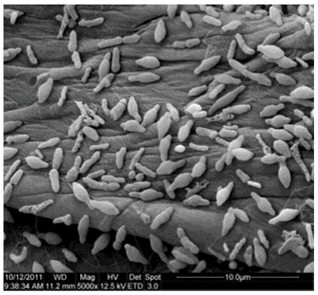 Oligographic bacterium composition and application of oligographic bacterium composition in inhibition on generation of jarosite in biological leaching