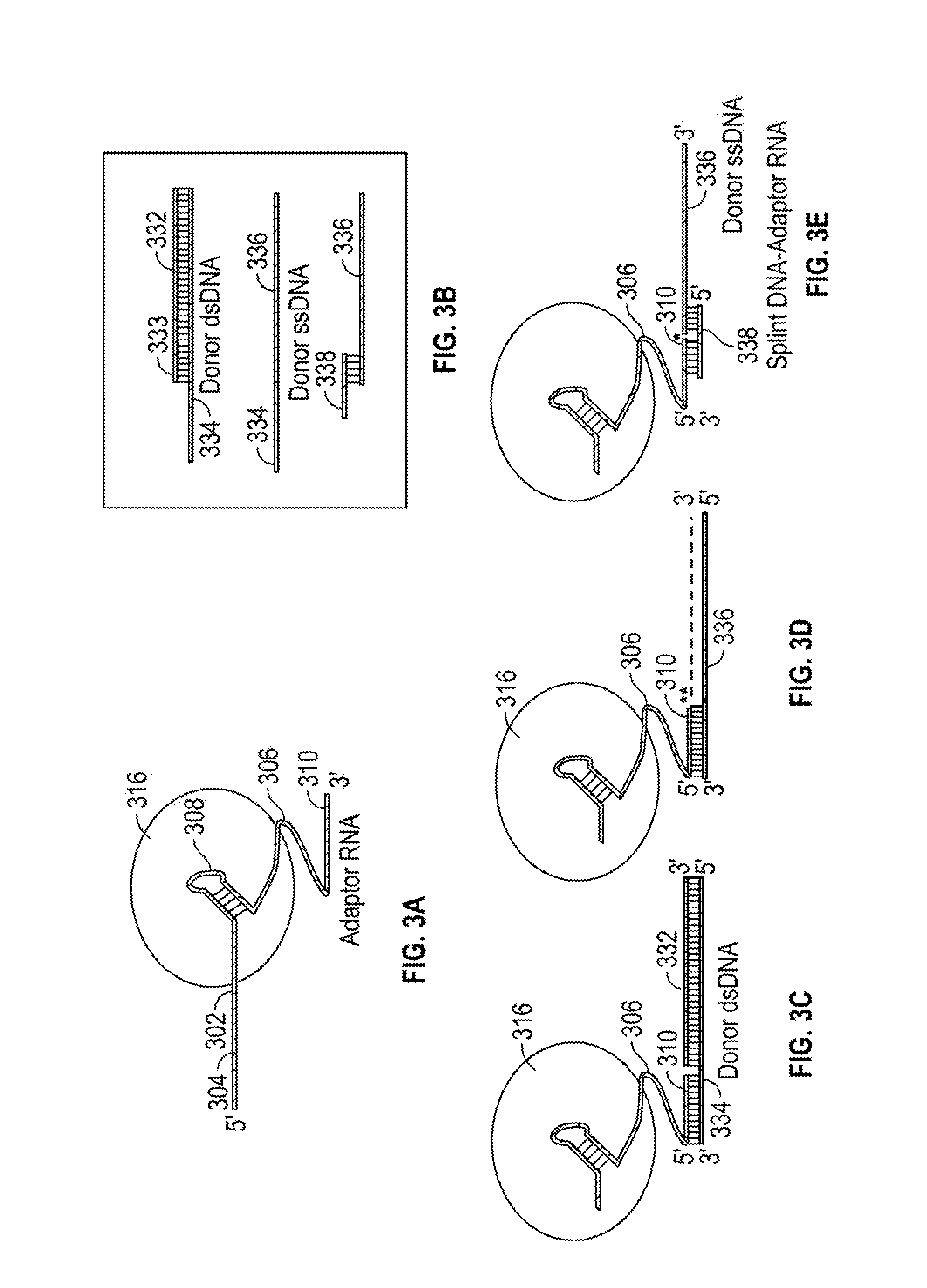 Compounds and methods for crispr/cas-based genome editing by homologous recombination