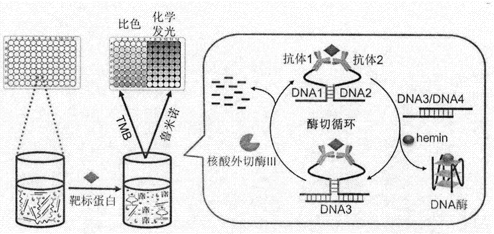 Target protein-induced deoxyribonuclease (DNase) cycle generation-based homogeneous immunoassay method