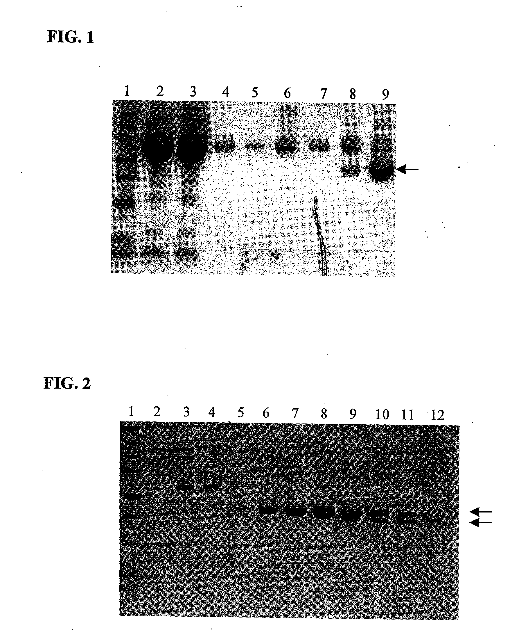 Tissue Factor Antibodies and Uses Thereof