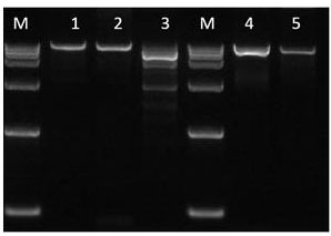 Primer pair, kit and method for detecting breast cancer susceptibility gene variation based on long fragment PCR