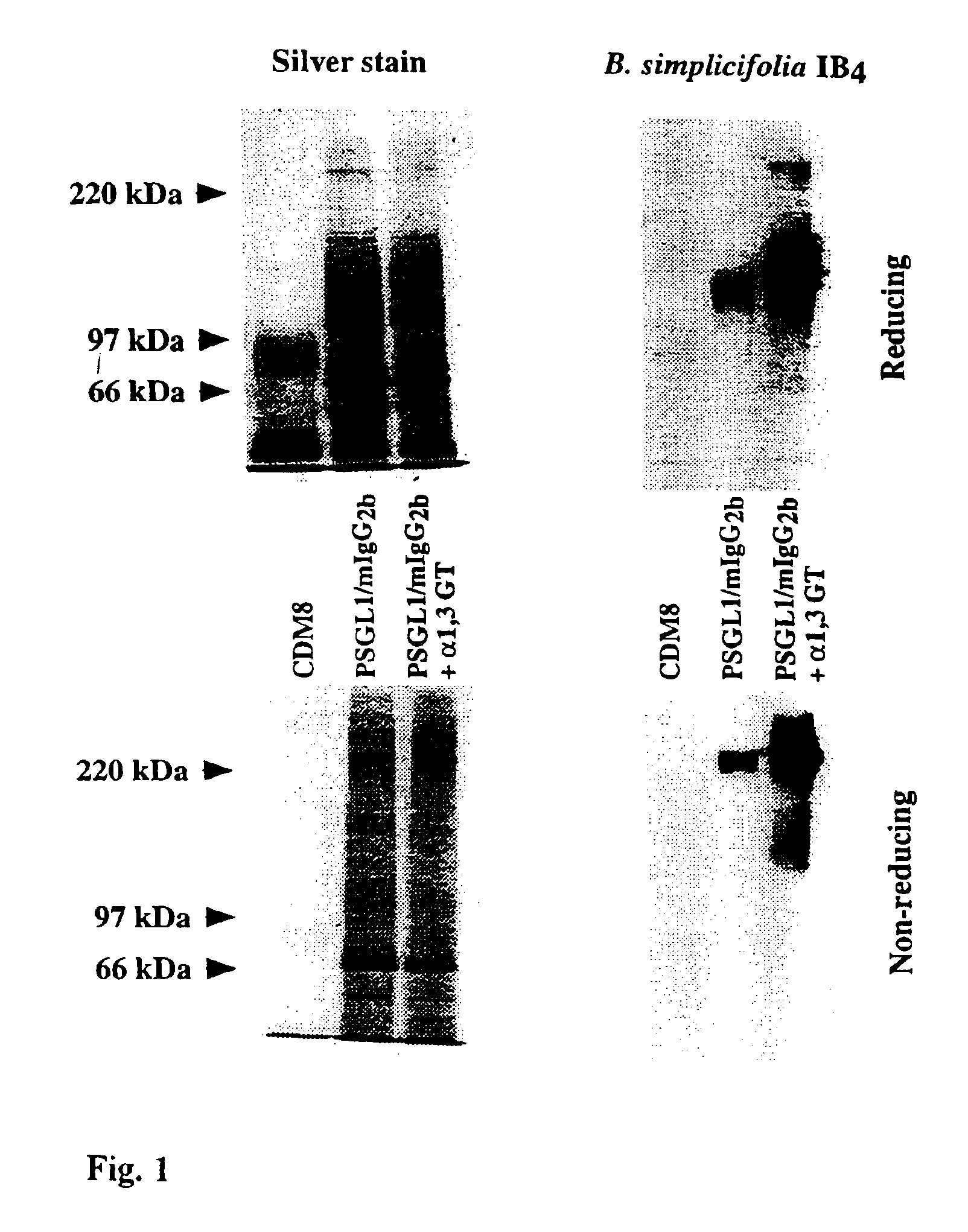 Antigenic fusionprotein carrying Galalpha1,3Gal epitopes