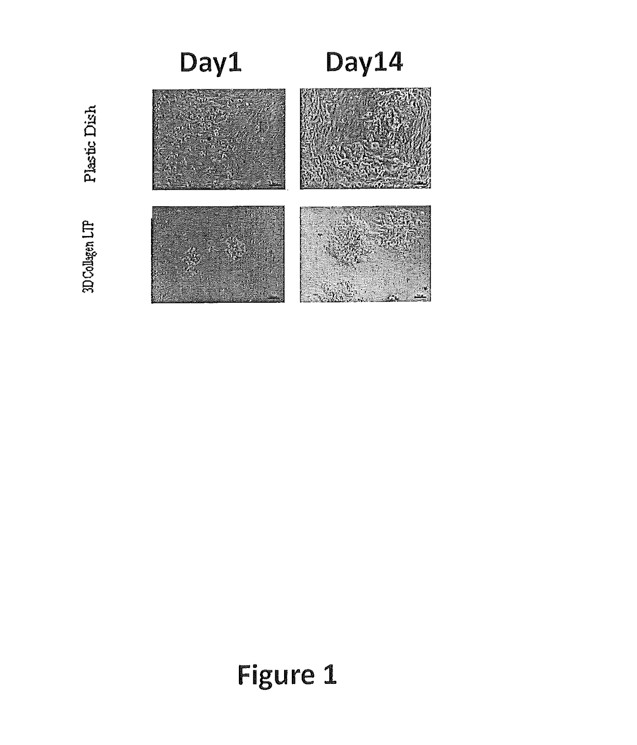 Tissue-specific extracellular matrix with or without tissue protein components for cell culture