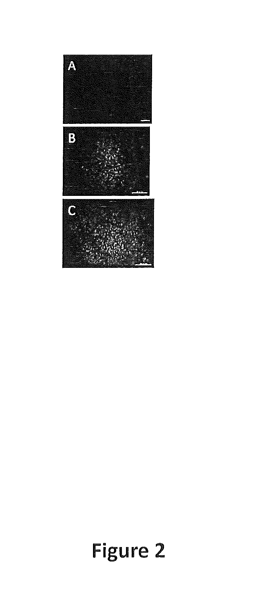 Tissue-specific extracellular matrix with or without tissue protein components for cell culture