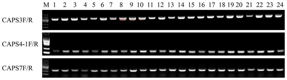 CAPS molecular marker for identifying oncidium varieties, screening method and application