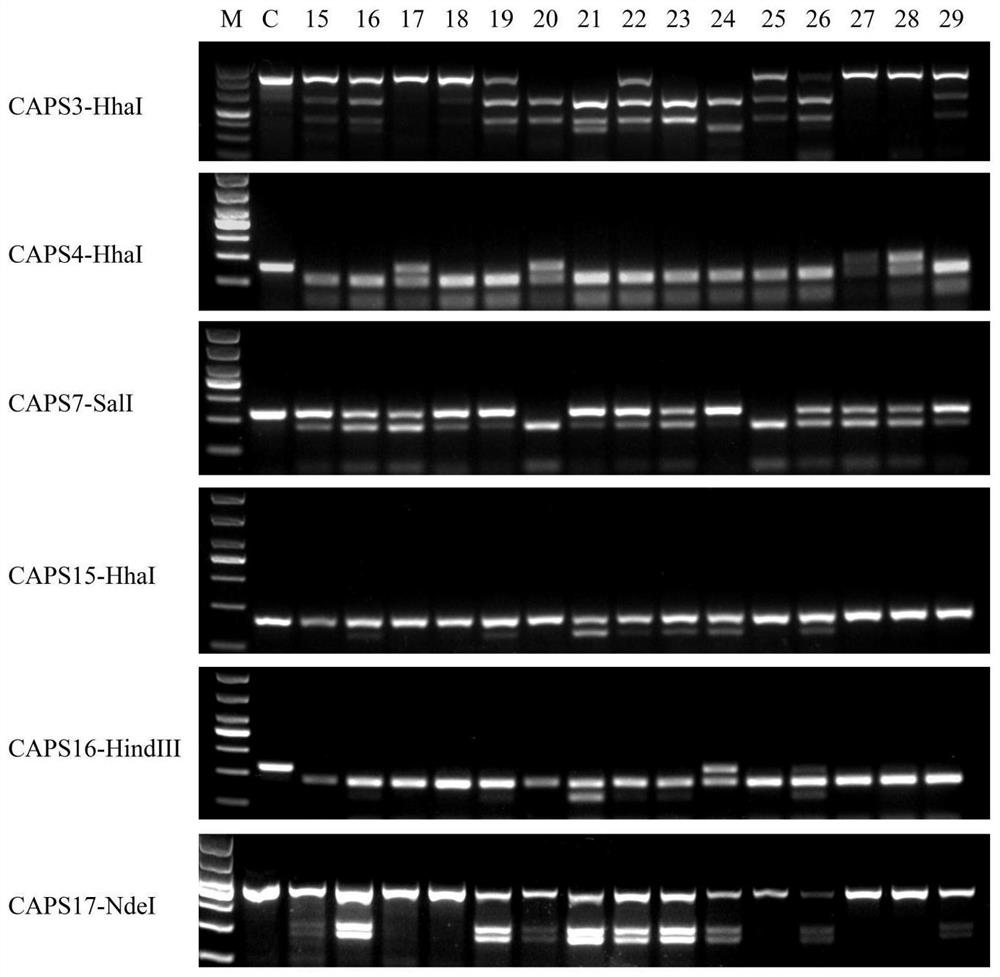 CAPS molecular marker for identifying oncidium varieties, screening method and application