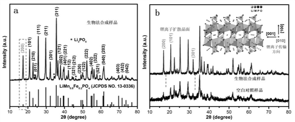Biosynthesis method of high-performance olivine type manganese-based phosphate positive electrode material